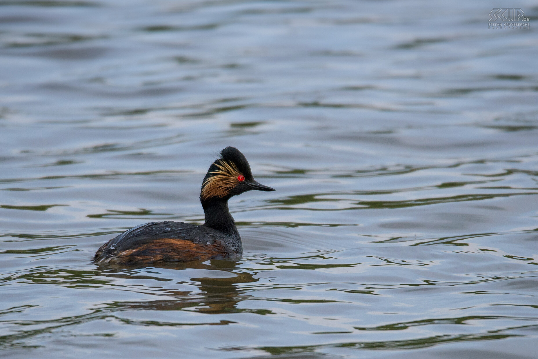 Watervogels  - Geoorde fuut Geoorde fuut / Eared grebe / Podiceps nigricollis Stefan Cruysberghs